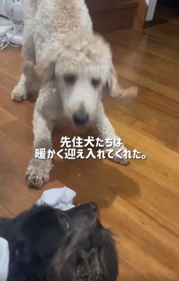 温かく迎える先住犬