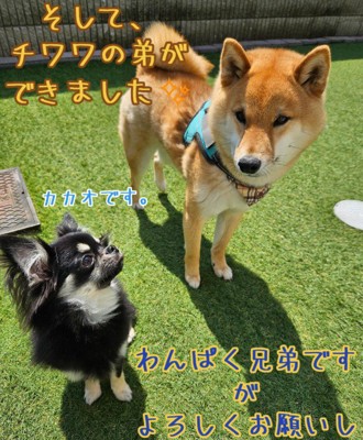 チョコくんの成長記録8