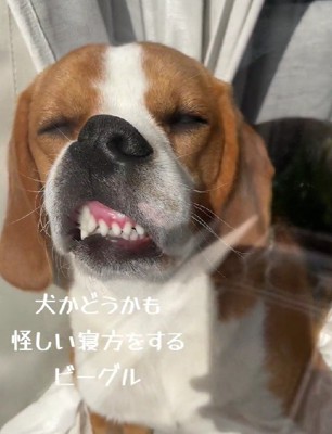 犬に見えない…！？