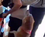 老年女性に軽く鼻を当てる犬