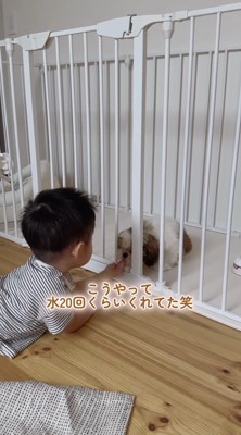 手のひらに水をすくって、子犬に差し出す男の子