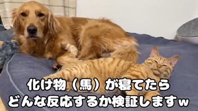 犬と猫