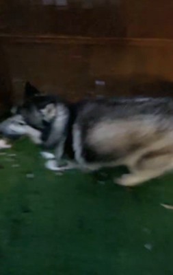 全速力で煽り！？