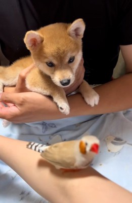 違う鳥にも興味があるワンコ