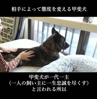 女性に撫でられながら窓の外を見つめる甲斐犬