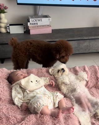 眠る赤ちゃんと小型犬兄妹