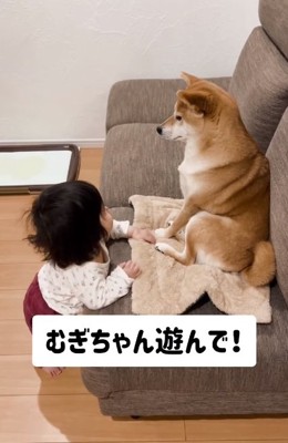 むぎちゃんと遊びたいゆーちゃん