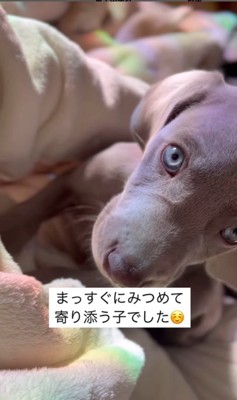 飼い主さんに甘えるジョージくん4