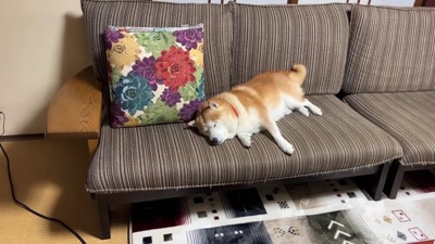 大満足のらんまるくん