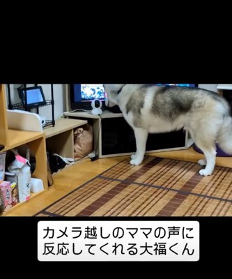 カメラに近づく犬1