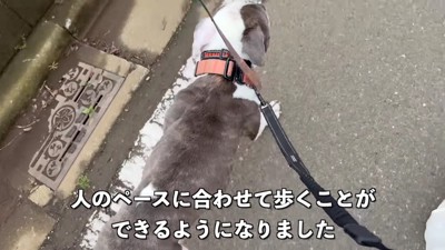 お散歩では強い力で引っ張り…