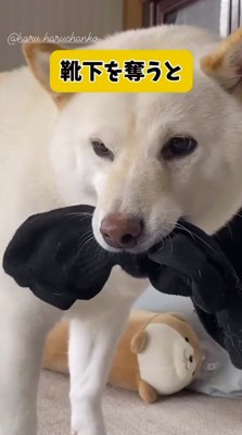 家族の靴下を咥える犬