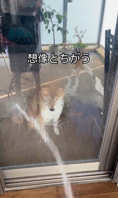 けいちゃんにガラス越しに水をかけたら…4