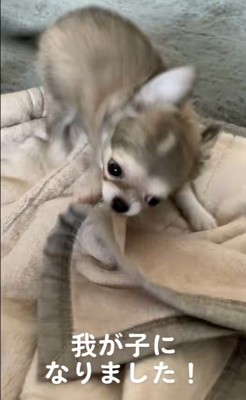 お迎えした日のアム君の様子2