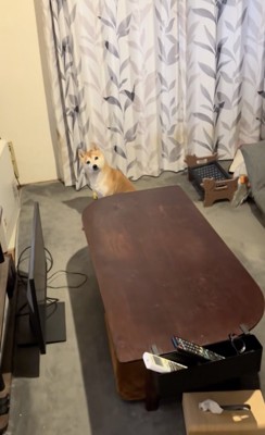 ししまるくんが何か伝えたそう…