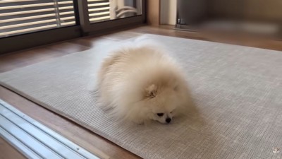 怒られたポテチくん7