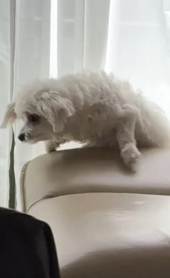 ココちゃんを遊びに誘うランコちゃん8