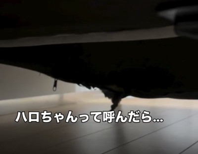 裂けた布からのぞく犬の毛