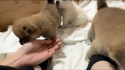 男性の手を嗅ぐ茶色い子犬