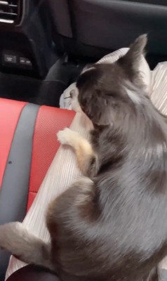 すずちゃんと赤ちゃん7