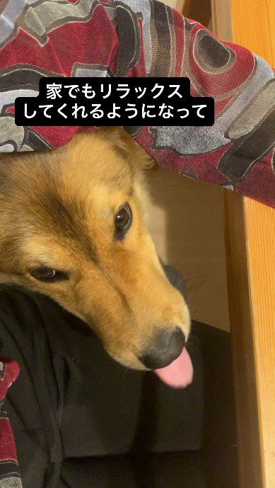 家族にくっついてくつろぐ犬
