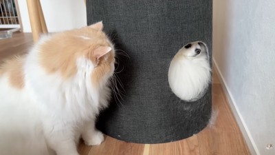 かくれんぼ開始