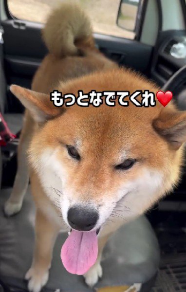 「もっとなでて♡」