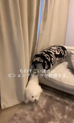 ぽん子ちゃんのお散歩拒否4