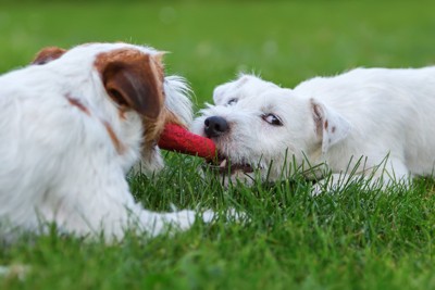 赤いおもちゃ、犬2匹