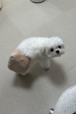 助けを求めにきたようです