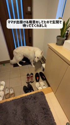 玄関扉の前で悲しそうな顔をする犬