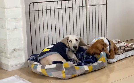 先輩犬と仲良しに