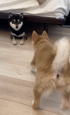 忍足の犬1