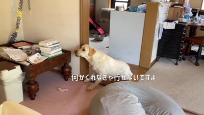 「ソファには座りたくない」