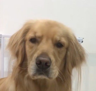 しかめ面で飼い主を見つめる犬