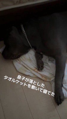 床に落ちたタオルケットに体を乗せて眠る犬