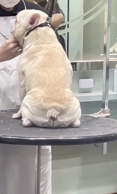 イイコのおもちくん