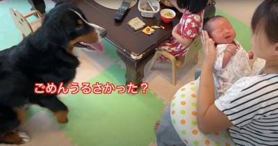 授乳クッションの上で抱っこされている新生児を見つめる大型犬「ごめんうるさかった？」