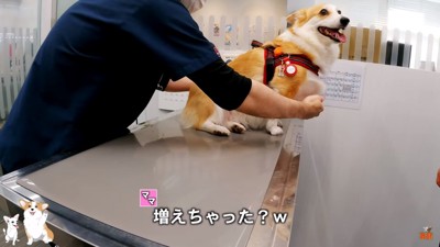 体重が増えてしまったつむぎちゃん