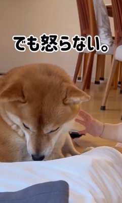 赤ちゃんに耳を引っ張られても怒らない柴犬