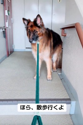 散歩拒否のジーボくん