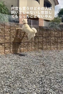 親戚のおじさんを見送るおもちちゃん4