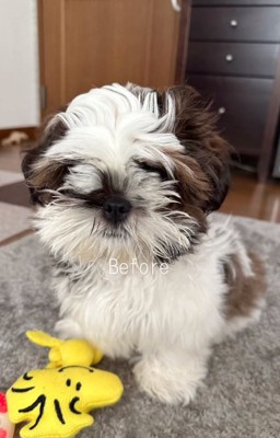 顔が隠れている茶々丸くん