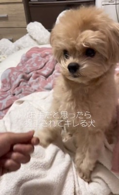 びっくりするじぷくん