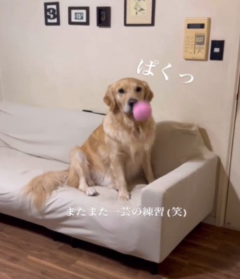 ボールをくわえる犬2
