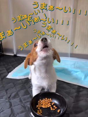 声が大きくなる茶太郎くん