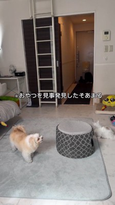 おやつを口に咥えている犬