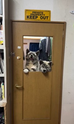 銀丸くんと虹琥姫ちゃんのお出迎え