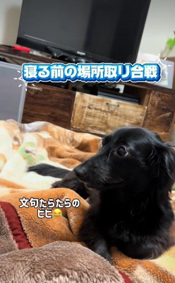 文句を言っているビビちゃん