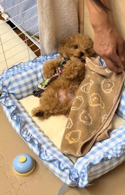 仰向けでおもちゃを抱えている犬